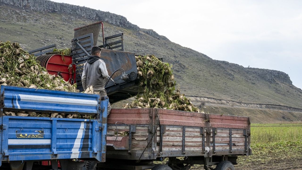 Kars'ta Çiftçiler Kar Yağışı Öncesi Pancar Hasadına Hız Verdi