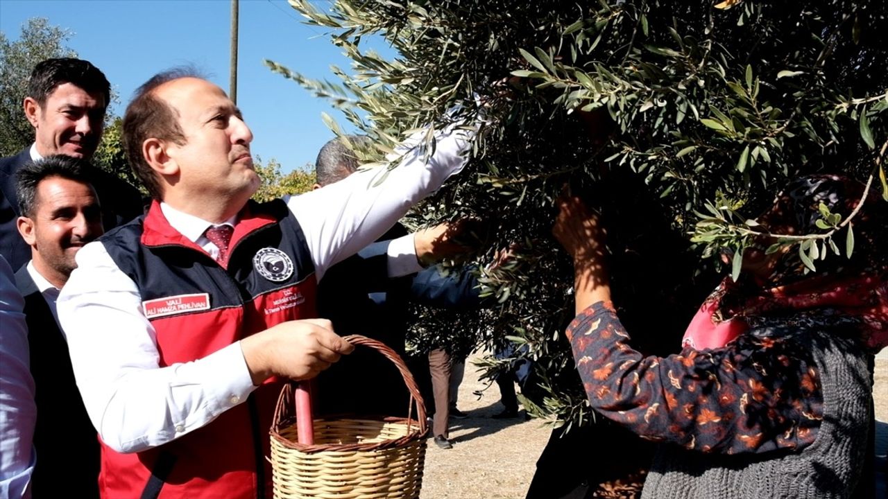 Mersin'de 1300 Yıllık Anıt Ağaçtan Zeytin Hasadı Yapıldı