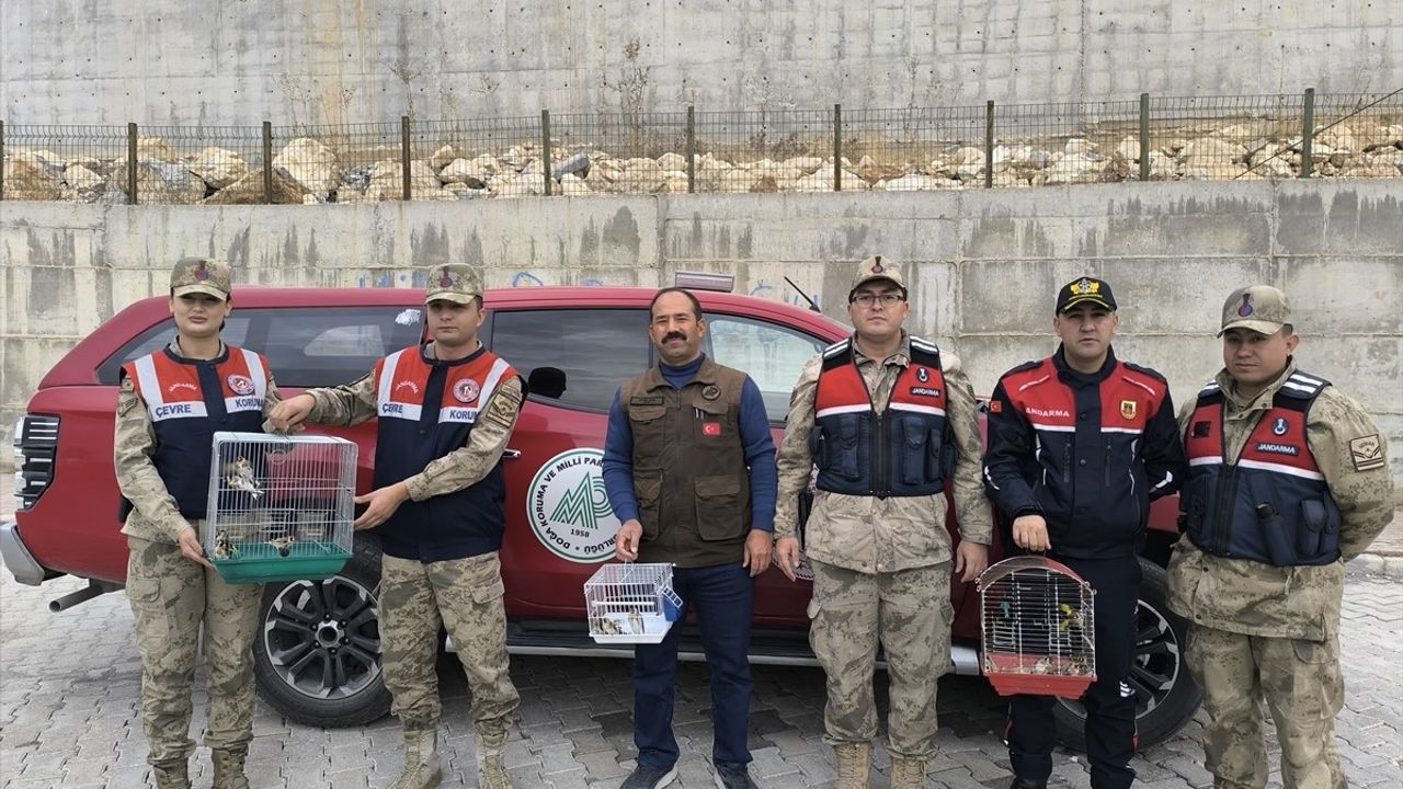 Şanlıurfa'da Kaçak Avcıların Ele Geçirdiği 20 Saka Kuşu Doğaya Salındı