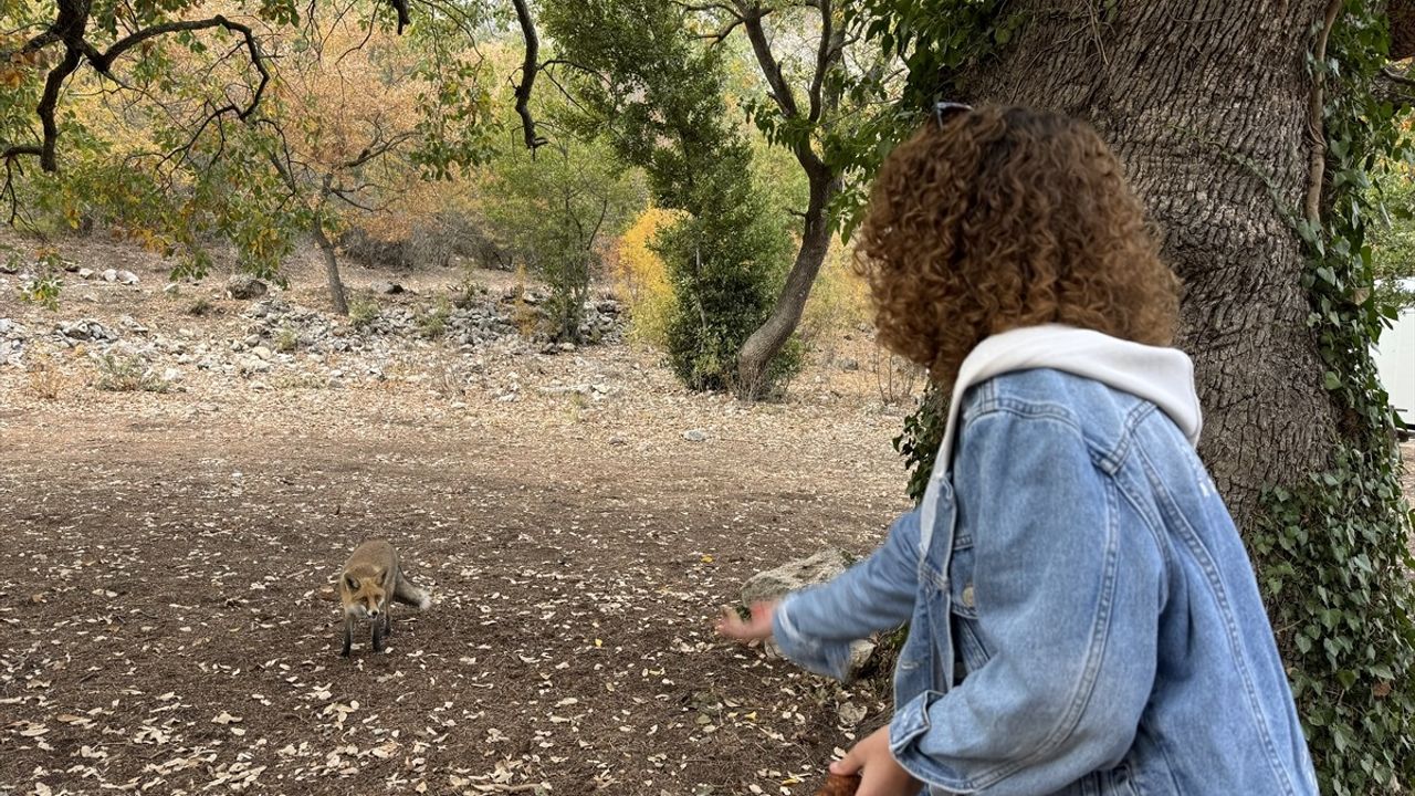 Termessos Antik Kenti'nde Tilki Keyfi