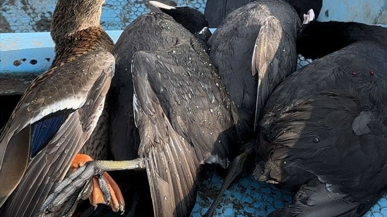 Tunceli'de Sakarmeke Kuşu Avlayan İki Kişiye Ceza Uygulandı