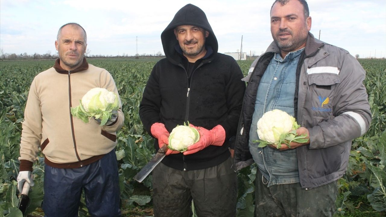 Bafra Ovası'nda Karnabahar Hasadı Devam Ediyor