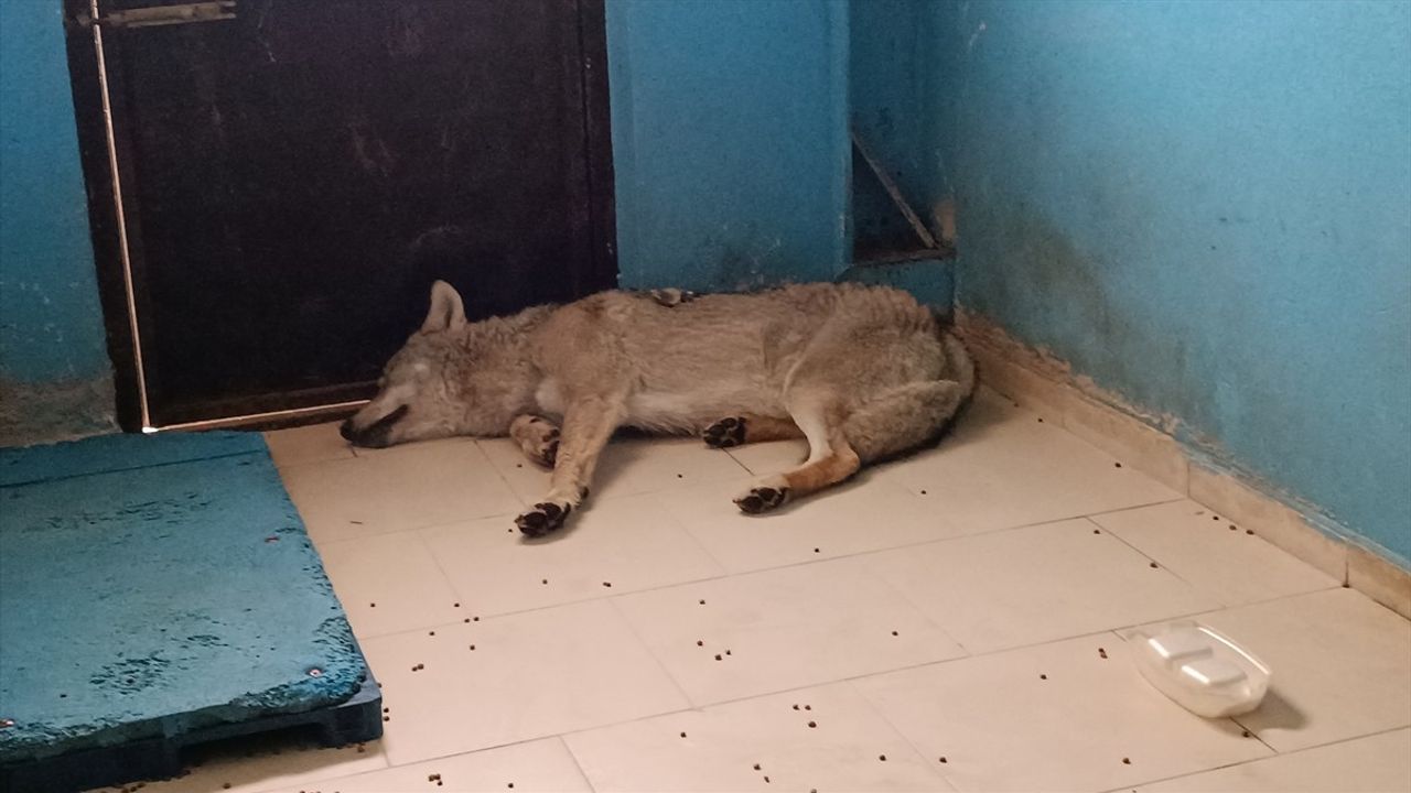 Bitlis'te Yaralı Kurt Kurtarıldı ve Tedavi Sürecine Girdi