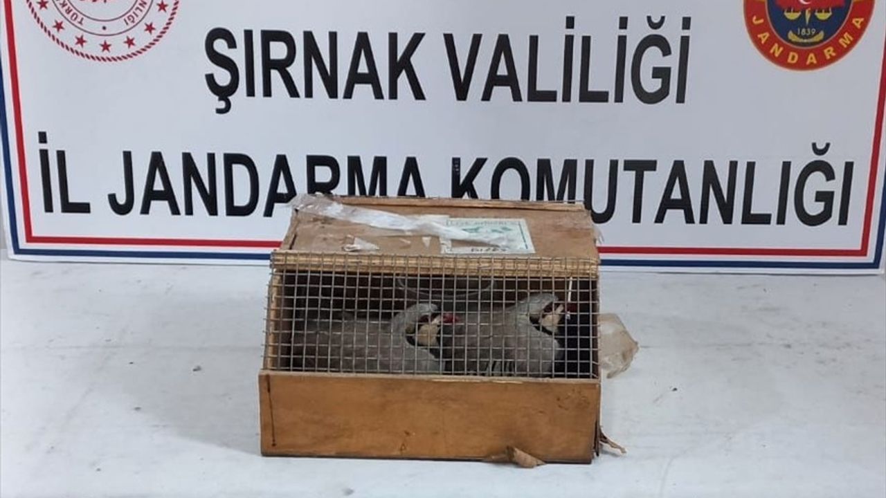 Cizre'de Yasal Olmayan Keklik Ticaretine Cezai İşlem