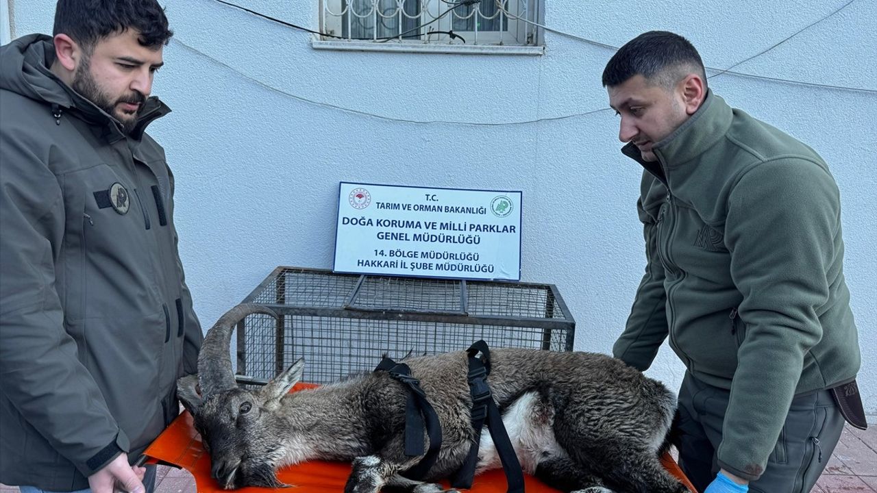 Hakkari'de Yaralı Dağ Keçisi Tedavi Altında