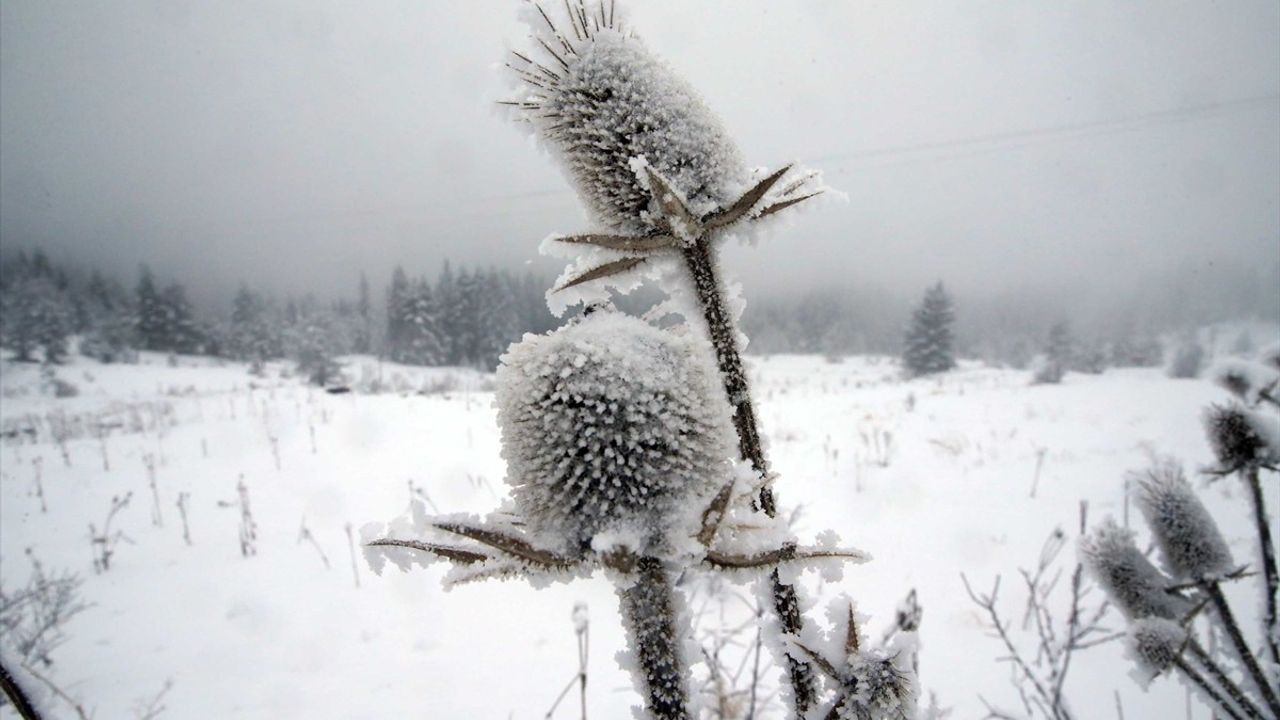 Ilgaz Dağı'nda Kar ve Sis Manzarası