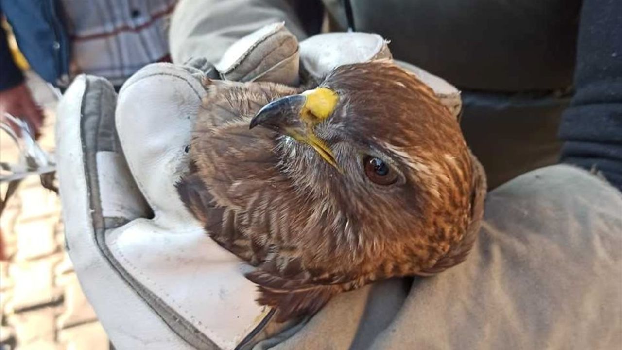 İzmir'de Sıkışan Şahin Kurtarıldı