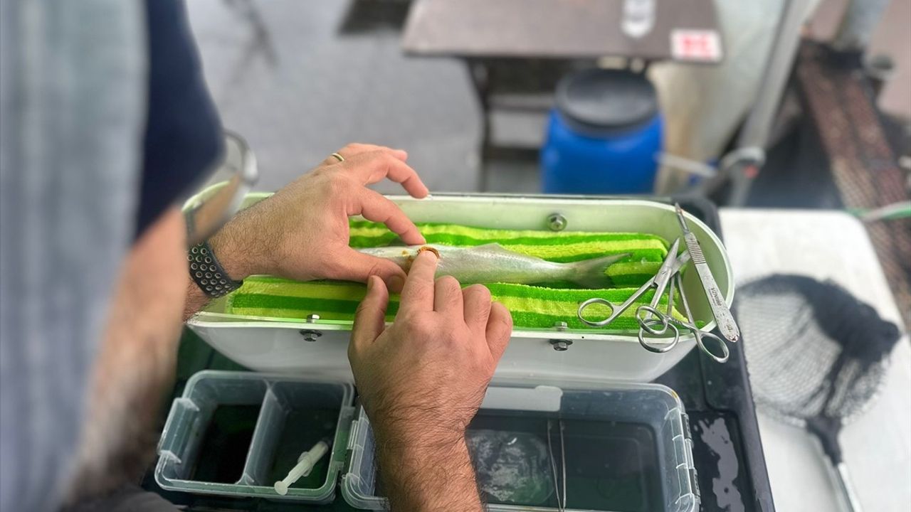 Lüferin Göç Rotası İzleniyor: Sürdürülebilir Balık Yönetimi İçin Yeni Projeler