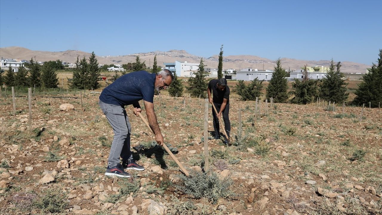 Mardin'de Tuz Çalısı ile Hayvancılıkta Verim Artışı