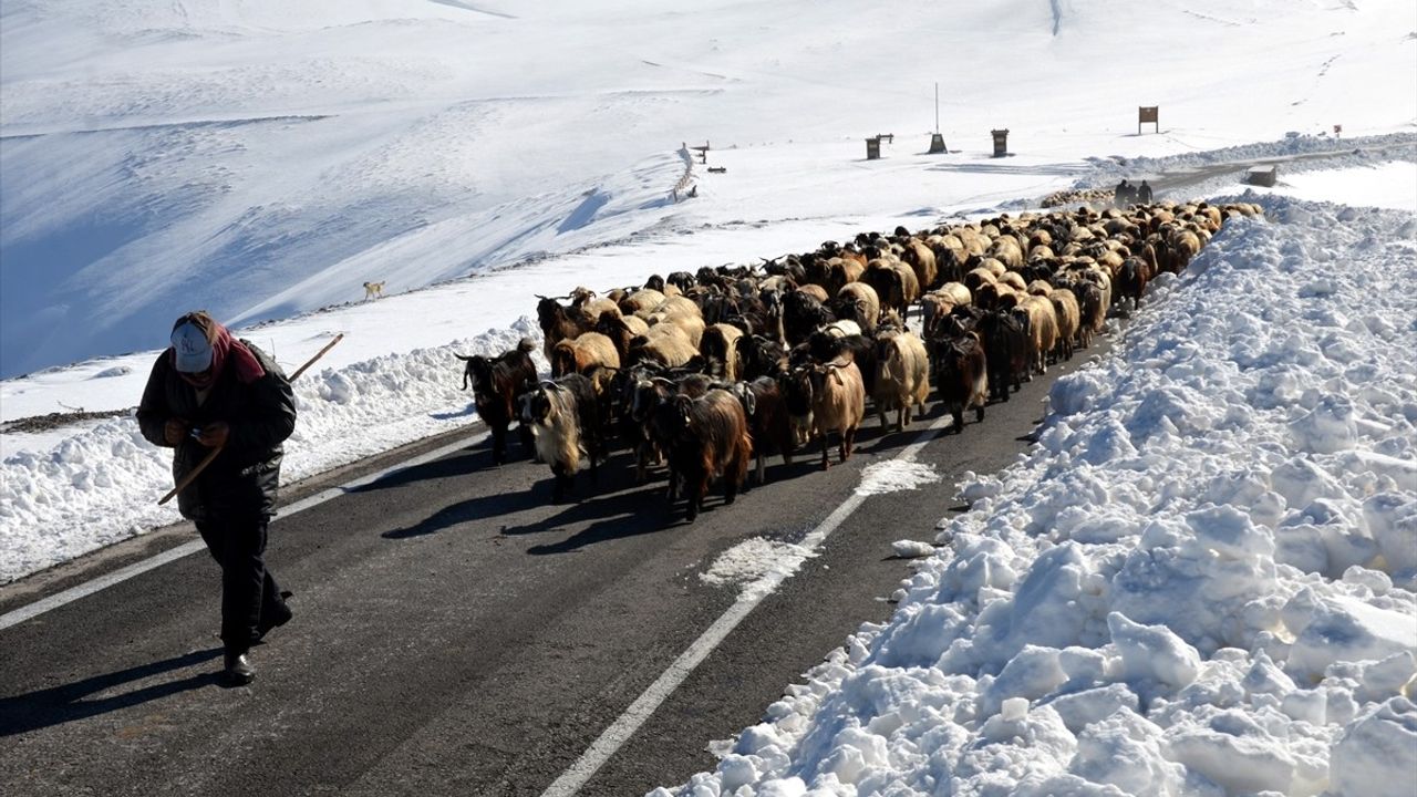 Muş'ta Besiciler Kar Tipisinde Mahsur Kaldı