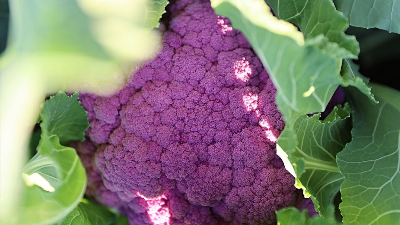 Samsun'da Renkli Karnabahar Hasadı Başladı