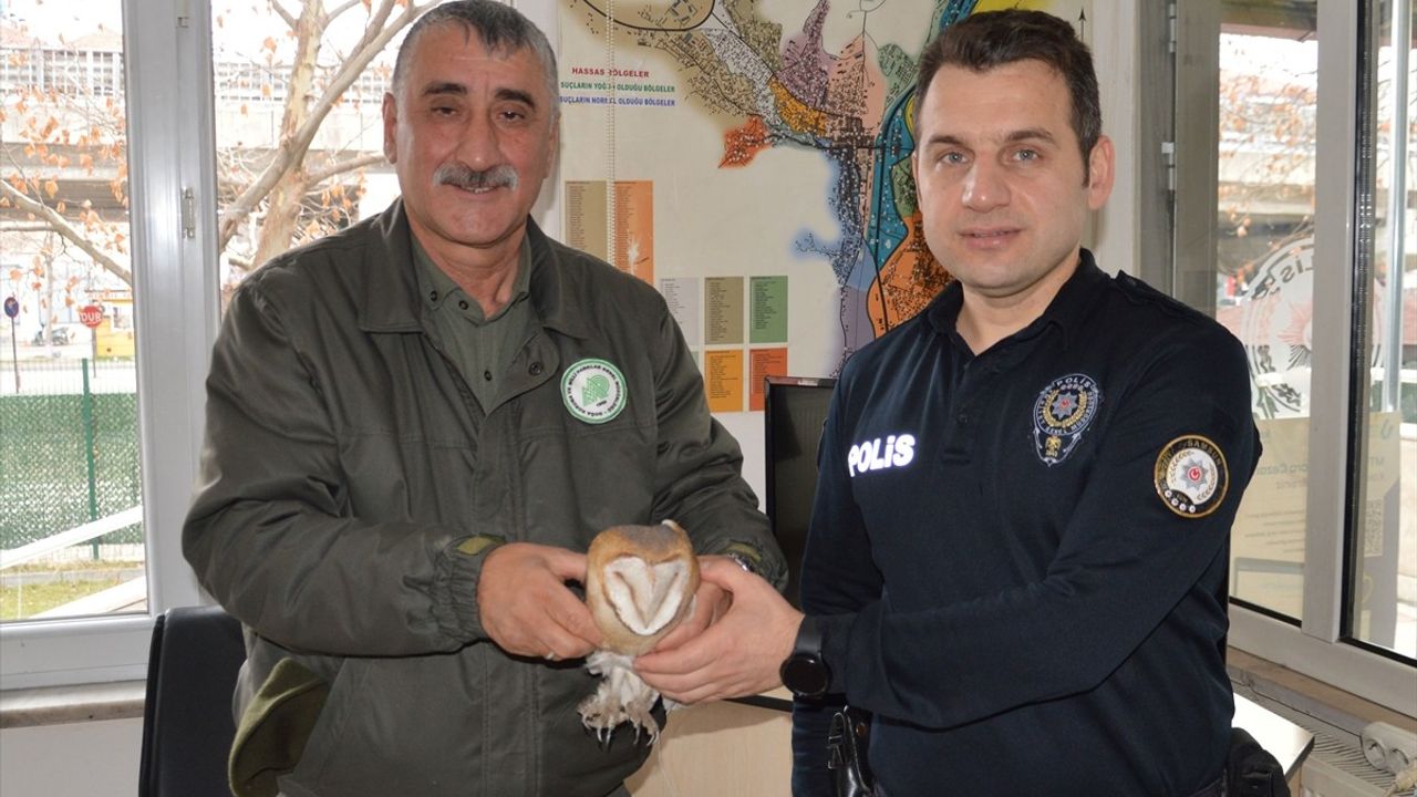 Samsun'da Yaralı Baykuşun Kurtarılması