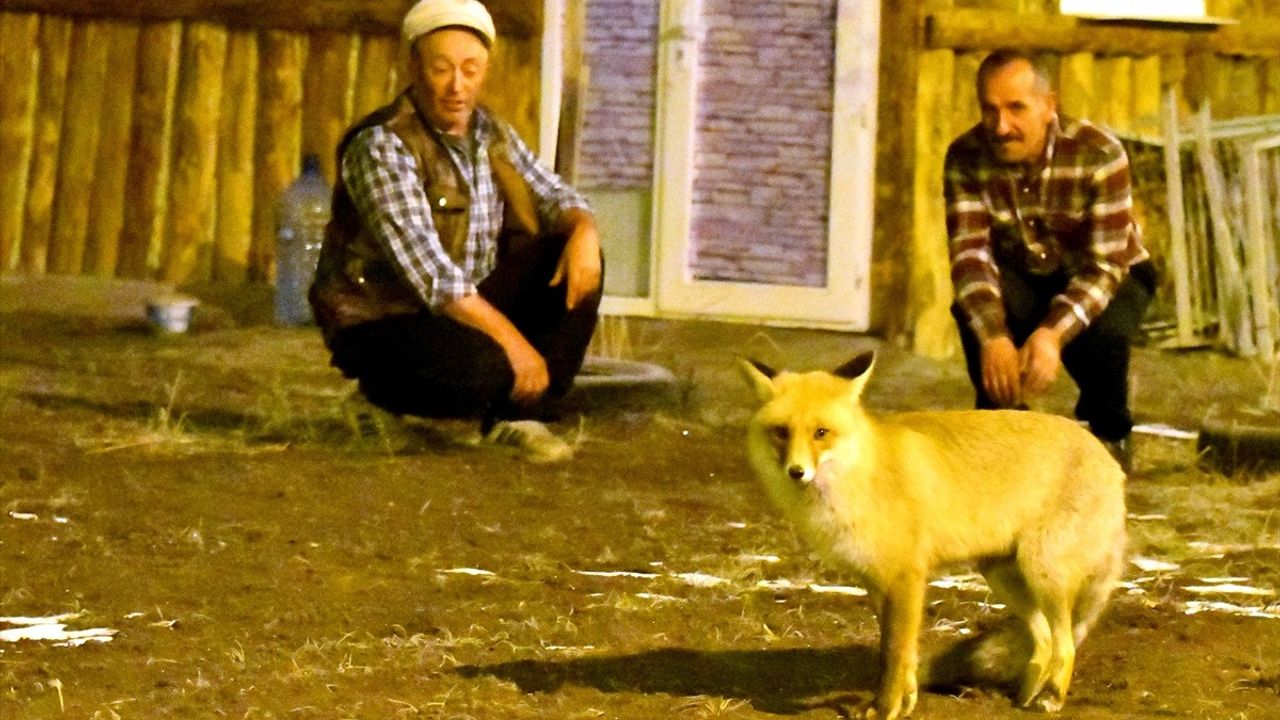 Sarıkamış'ta Kızıl Tilkiye İlgi
