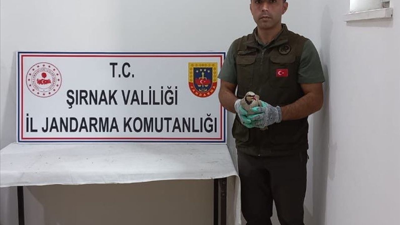 Silopi'de Kınalı Keklik Ticareti Yapanlara Ceza