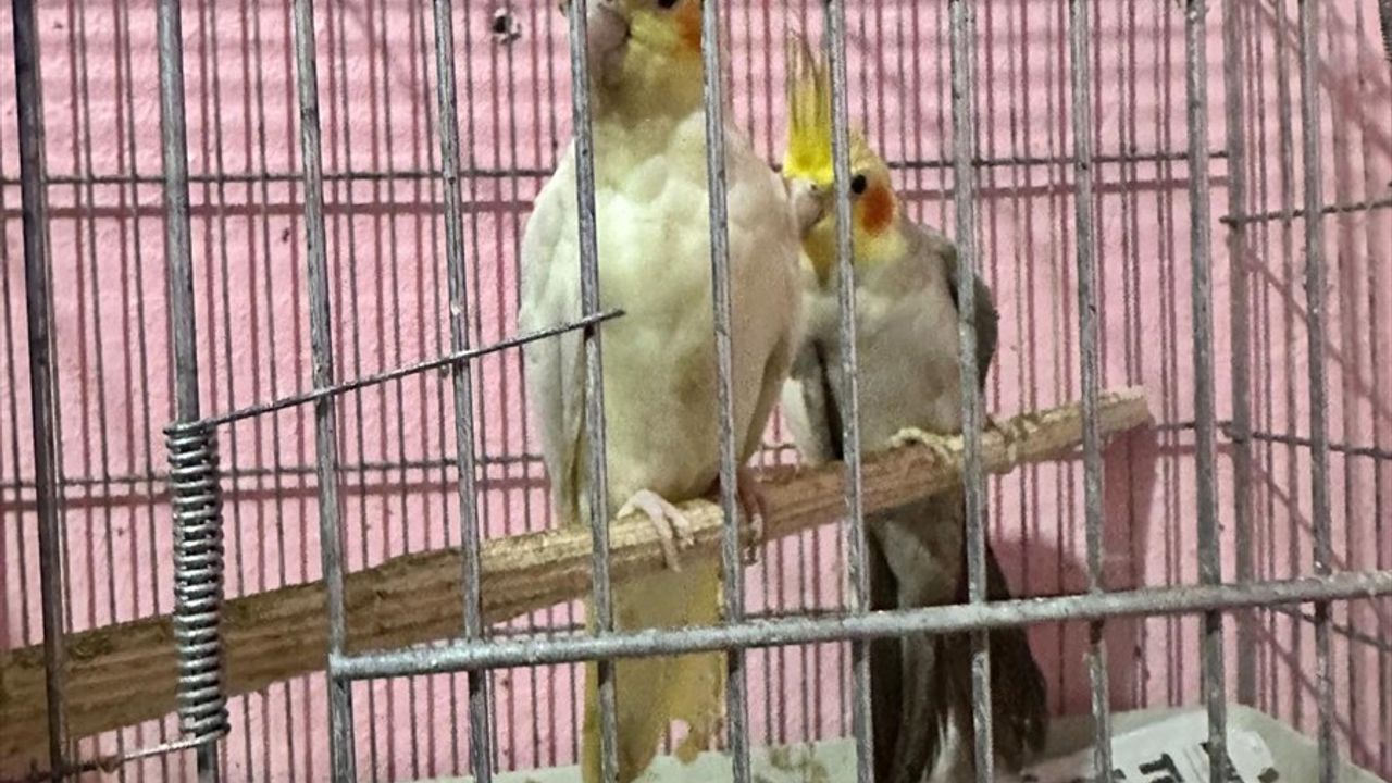 Tekirdağ'da Kaçakçılık Operasyonu: 15 Gözaltı