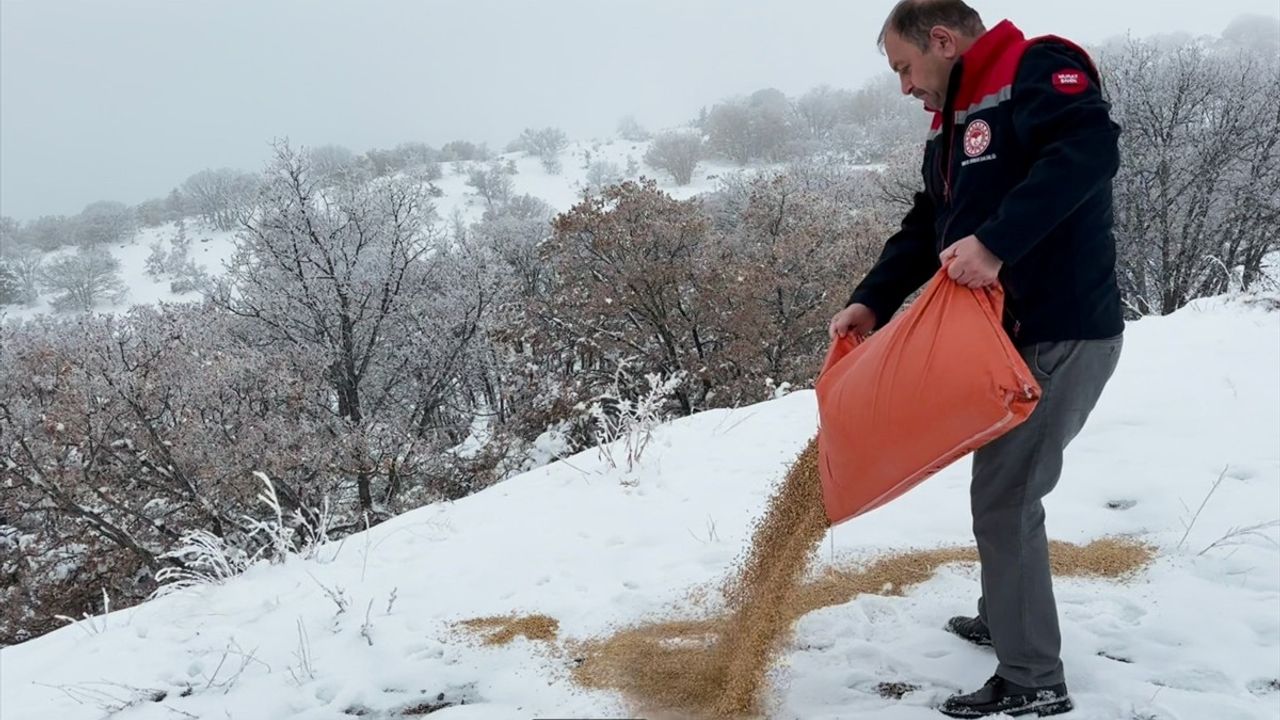 Yerli Yaban Hayatına Destek: Erzincan'da Yem Bırakıldı