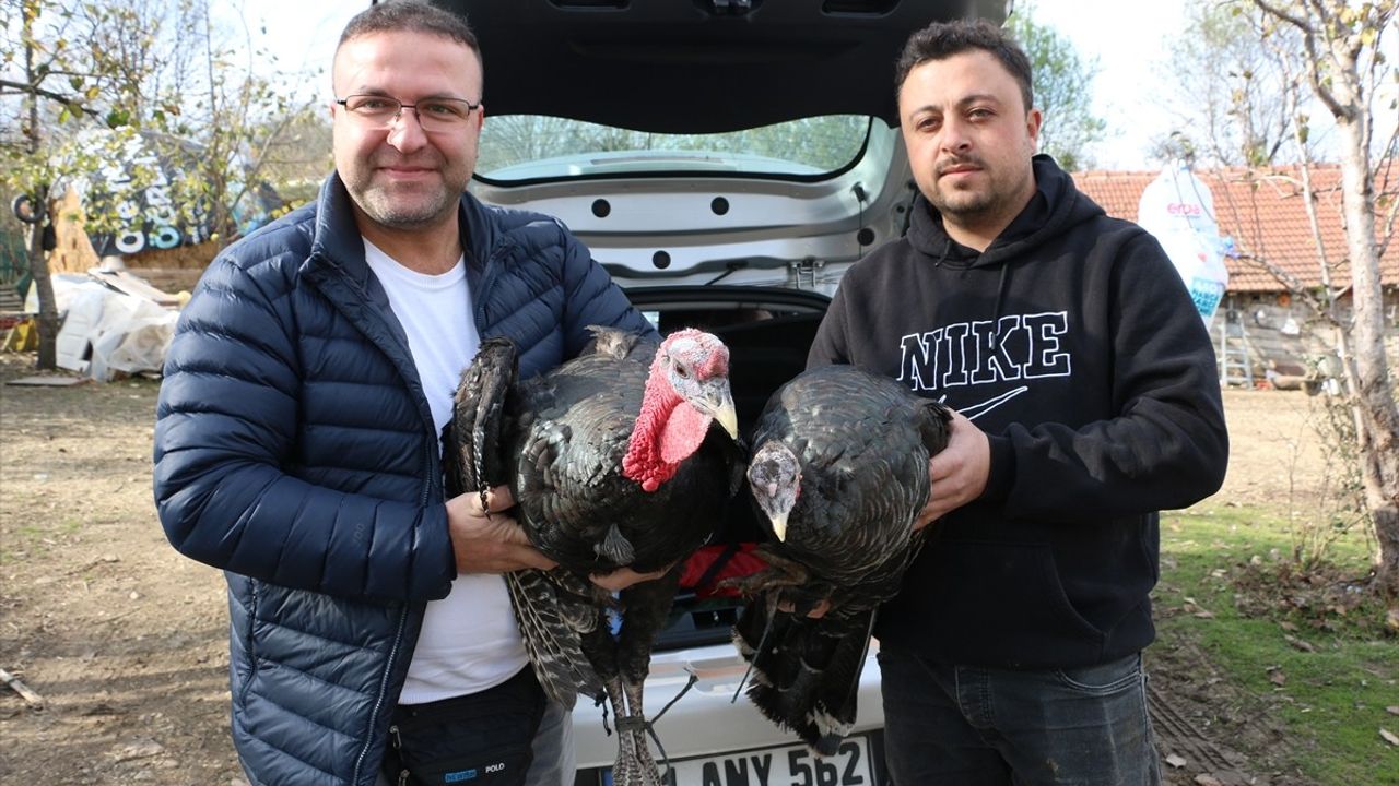 Yılbaşı için Yenilikler: Büyüyen Kandıra, Eflani ve Bolu Hindi Pazarları
