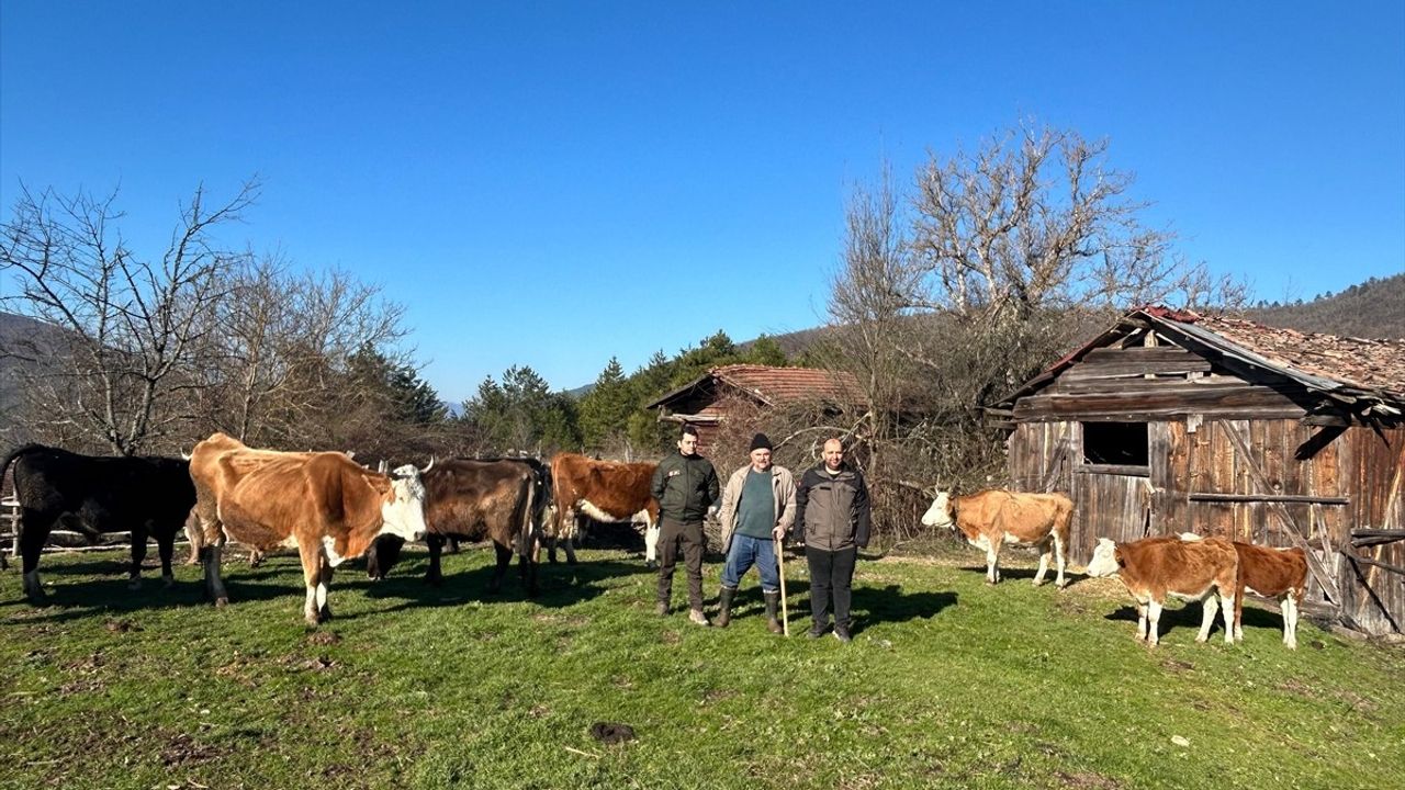 Bolu'da Kaybolan Büyükbaş Hayvanlar Dron ile Bulundu