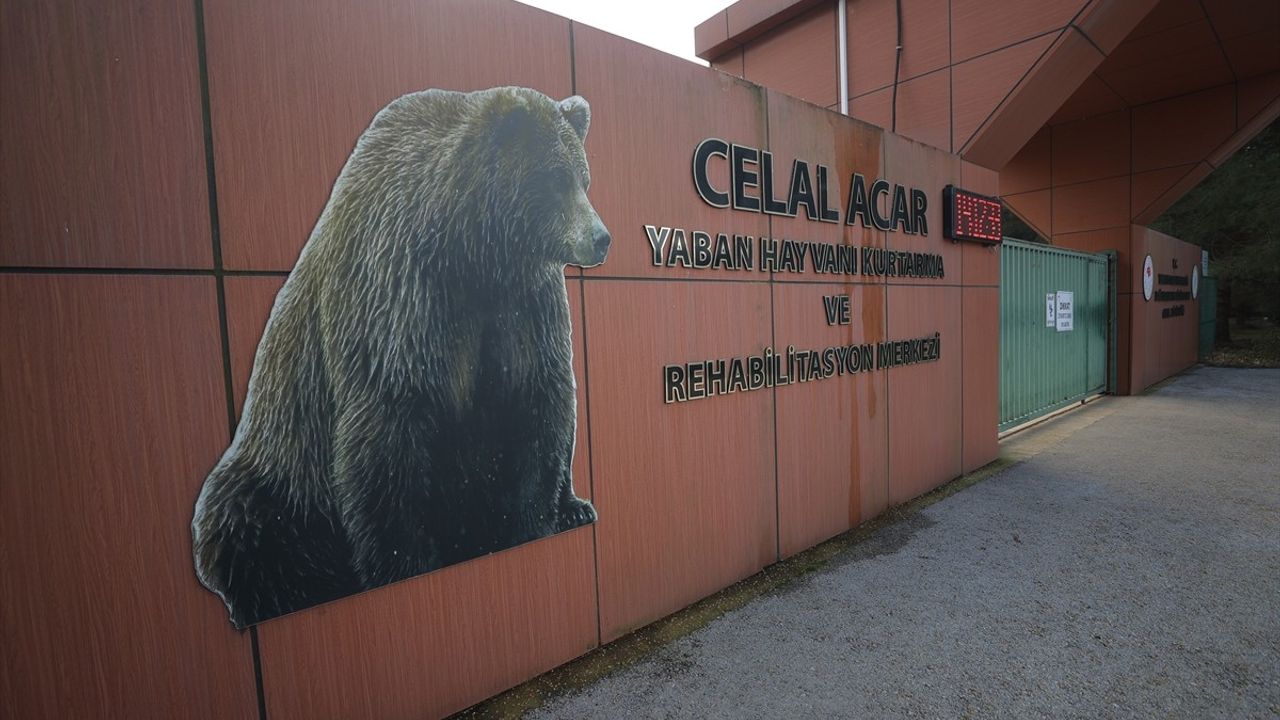 Bursa'da Kaçan Ayı İçin Arama Çalışmaları Devam Ediyor