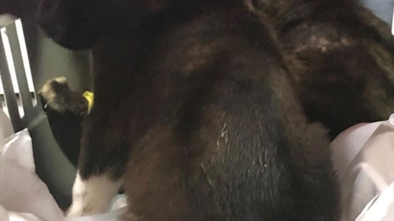 Edirne'de Köpek Yavrularının Çöpe Atılması Olayı: İki Şüpheliye Adli Kontrol