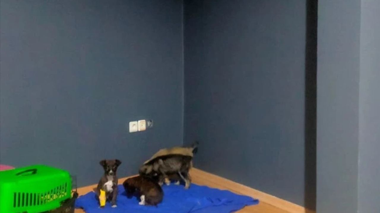 Edirne'de Yavru Köpeklerin Çöpe Atılması Olayında İki Şüpheli Gözaltında