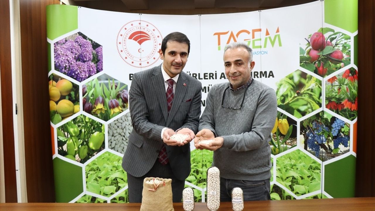 Erzincan'da Yeni Kuru Fasulye Çeşitleri Tescil Başvurusu Yaptı