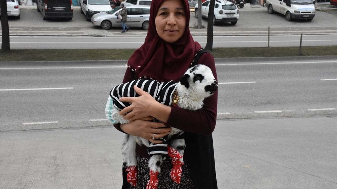 Evde Biberonla Beslenen Kuzuya Mahallede Yoğun İlgi