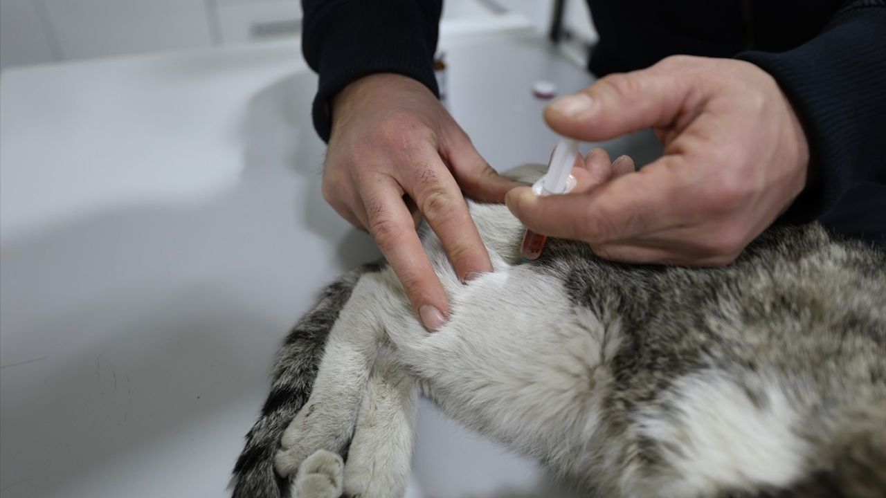 Iğdır'de Felçli Kedi İçin Tedavi Süreci Başladı