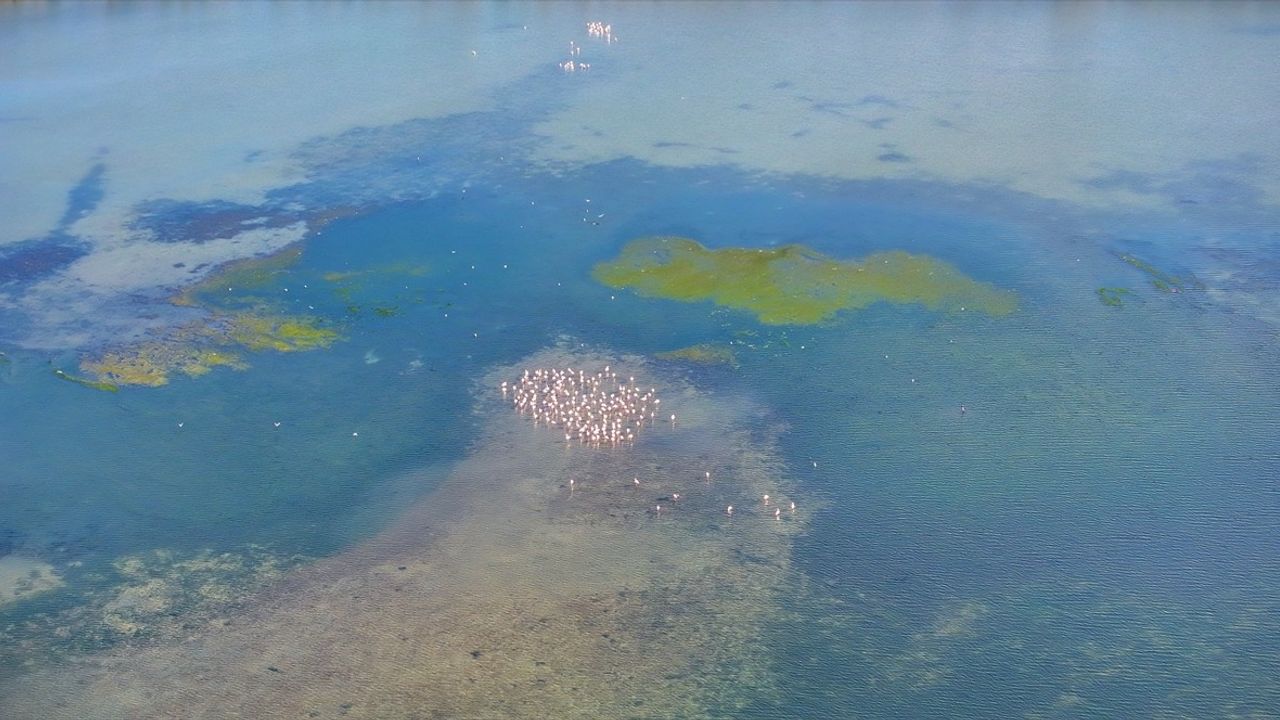 İzmir Körfezi'nde Deniz Yosunu Tabakası Oluştu