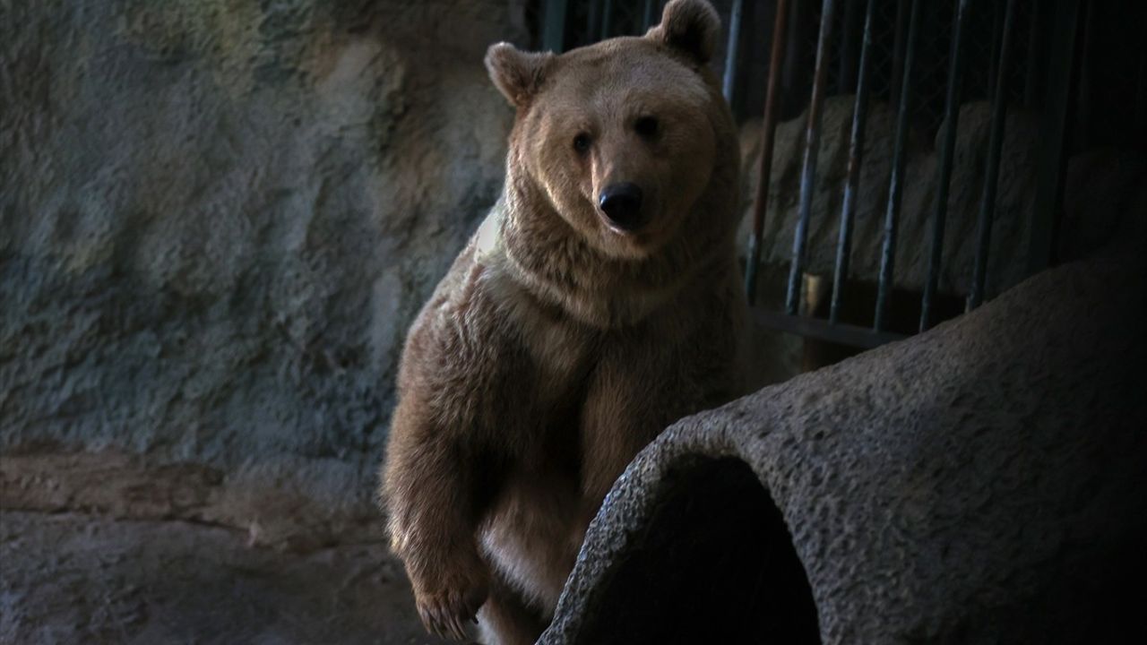 Kış Uykusu Rüyası: Efe ve Ege'nin Huzursuz Bekleyişi