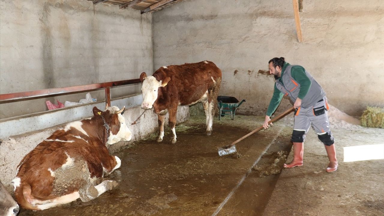 Köyde Hayvancılığa Başlayan Maliyet Kontrol Uzmanının Hikayesi