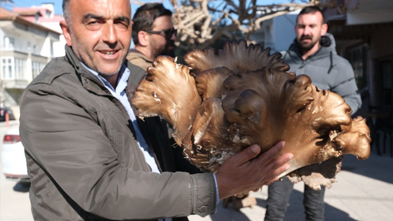 Mersin'de Çiftçi 5 Kilogramlık İstiridye Mantarı Buldu