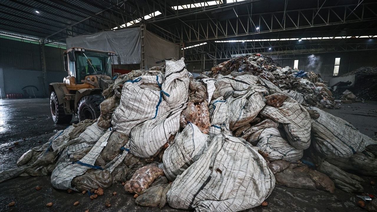 Mersin'de Hastalıktan Etkilenen 2.500 Ton Patates İmha Ediliyor