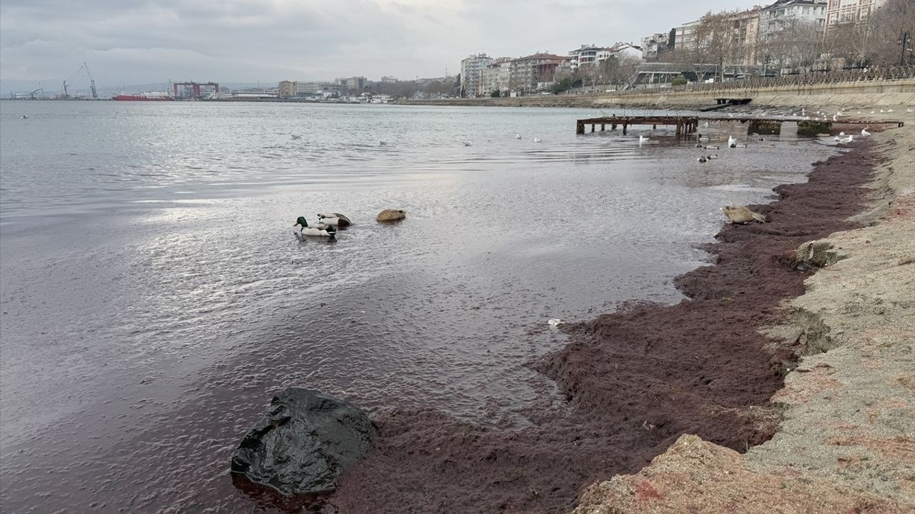 Tekirdağ Sahilleri Kırmızı Yosunlarla Kaplandı