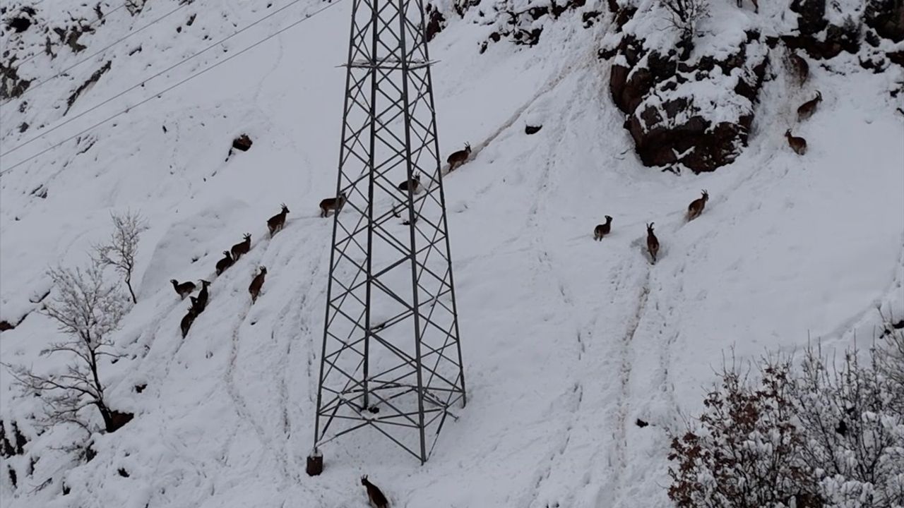 Adıyaman'da Dron ile Görüntülenen Yaban Keçileri