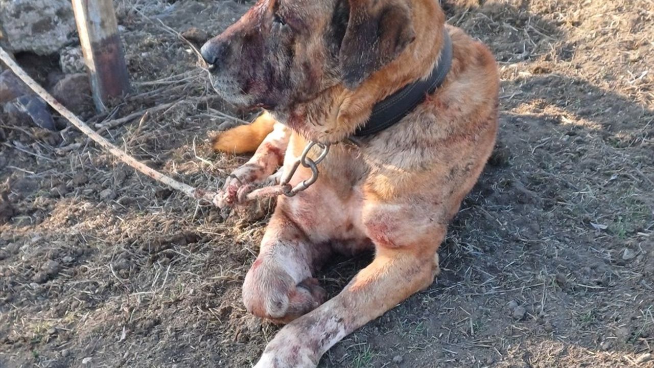 Afyonkarahisar'da Yasa Dışı Köpek Dövüşü Operasyonu