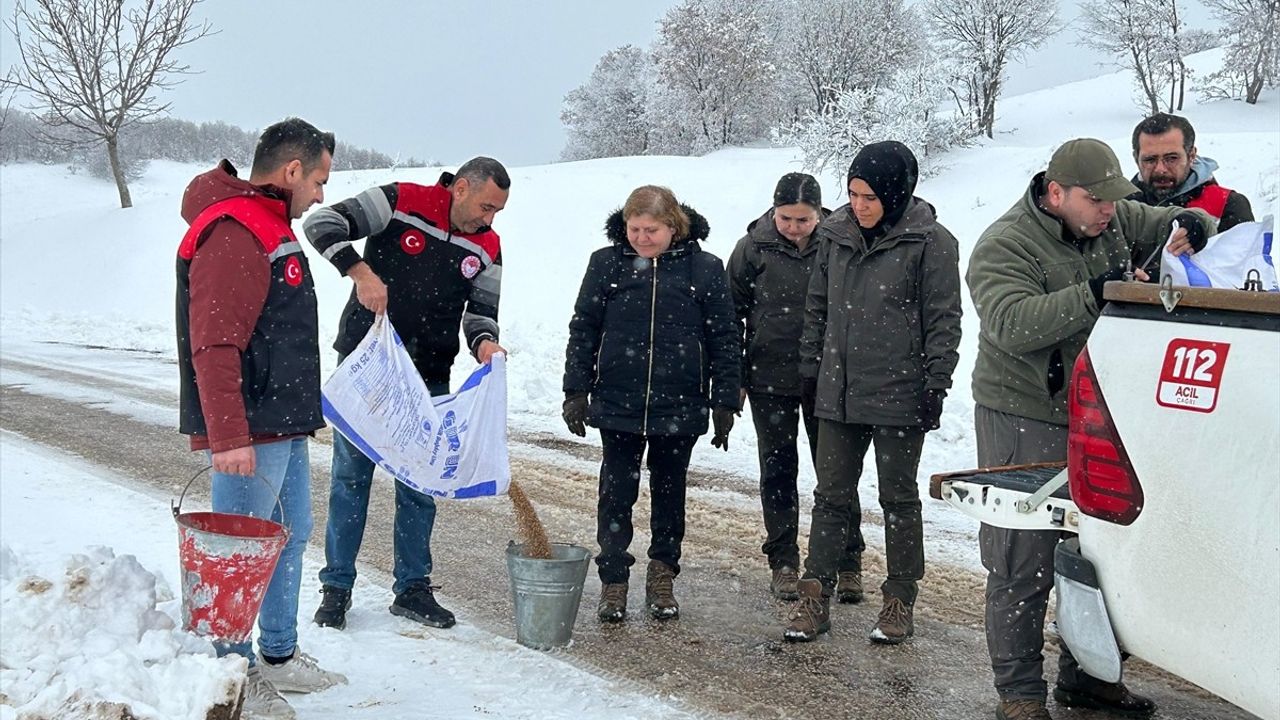 Amasya'da Yaban Hayvanları İçin Yem Bırakıldı