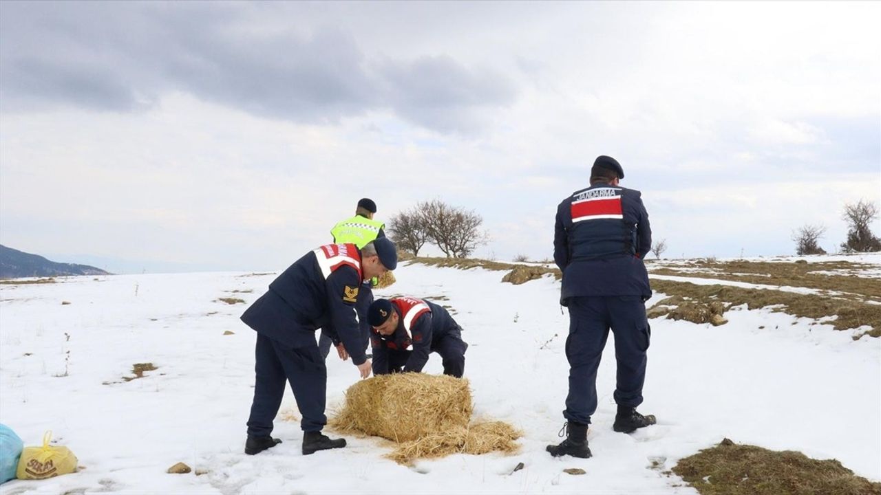 Amasya'da Yaban Hayvanlarına Destek