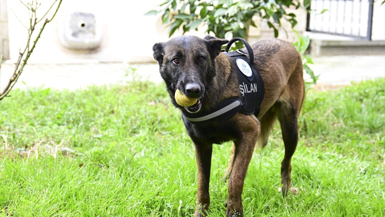 Anneannenin Arama-Kurtarma Köpeği Şilan ile Duygusal Bağı