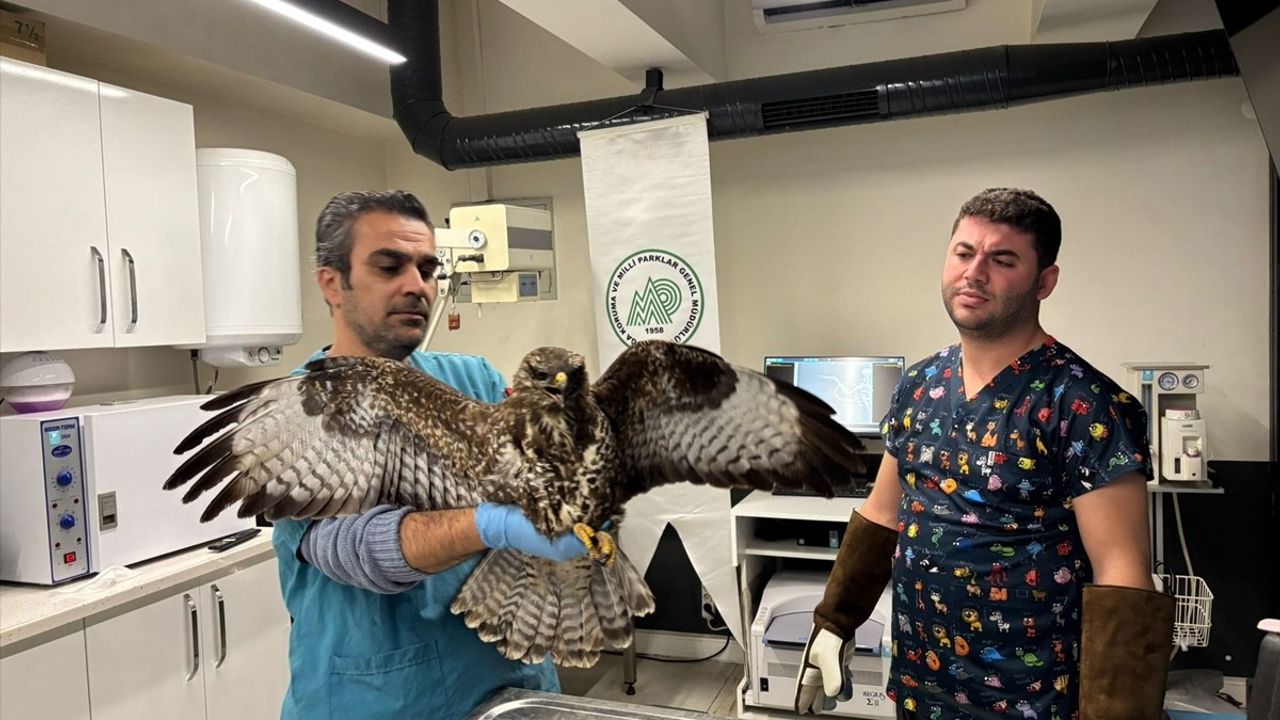 Balıkesir'de Yaralı Yaban Hayvanların Tedavisi Devam Ediyor