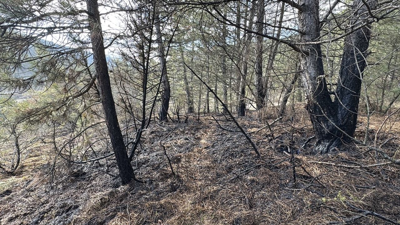 Bolu'da Örtü Yangını Kontrol Altına Alındı