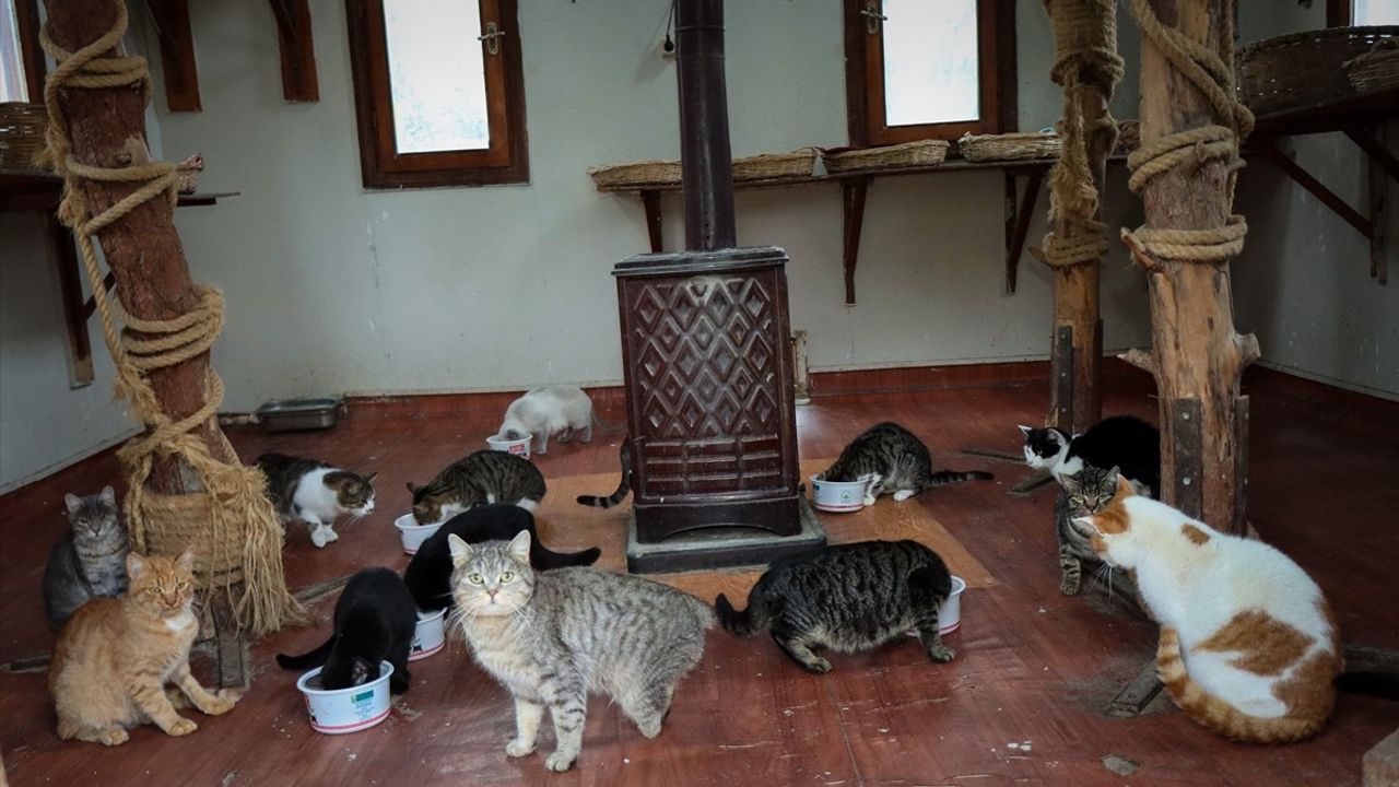 Bursa'da Engelli Kedilerin Evi: 18 Yıllık Doğal Yaşam Merkezi