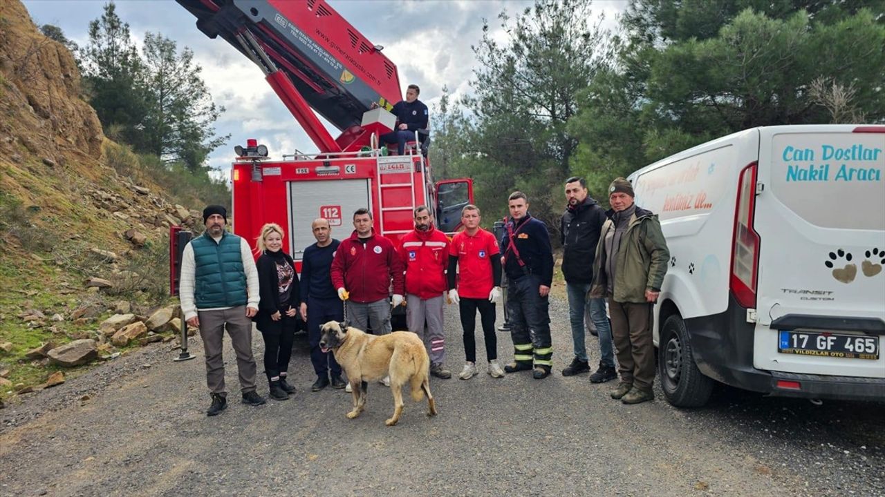 Çanakkale Belediyesi Ekipleri Mahsur Köpeği Kurtardı