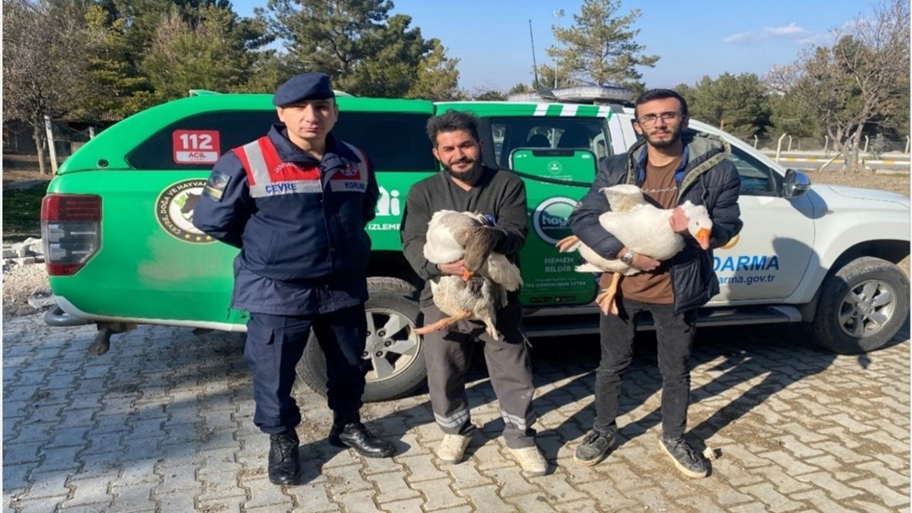 Çorum'da Kaz Dövüşü Gözaltına Alındı