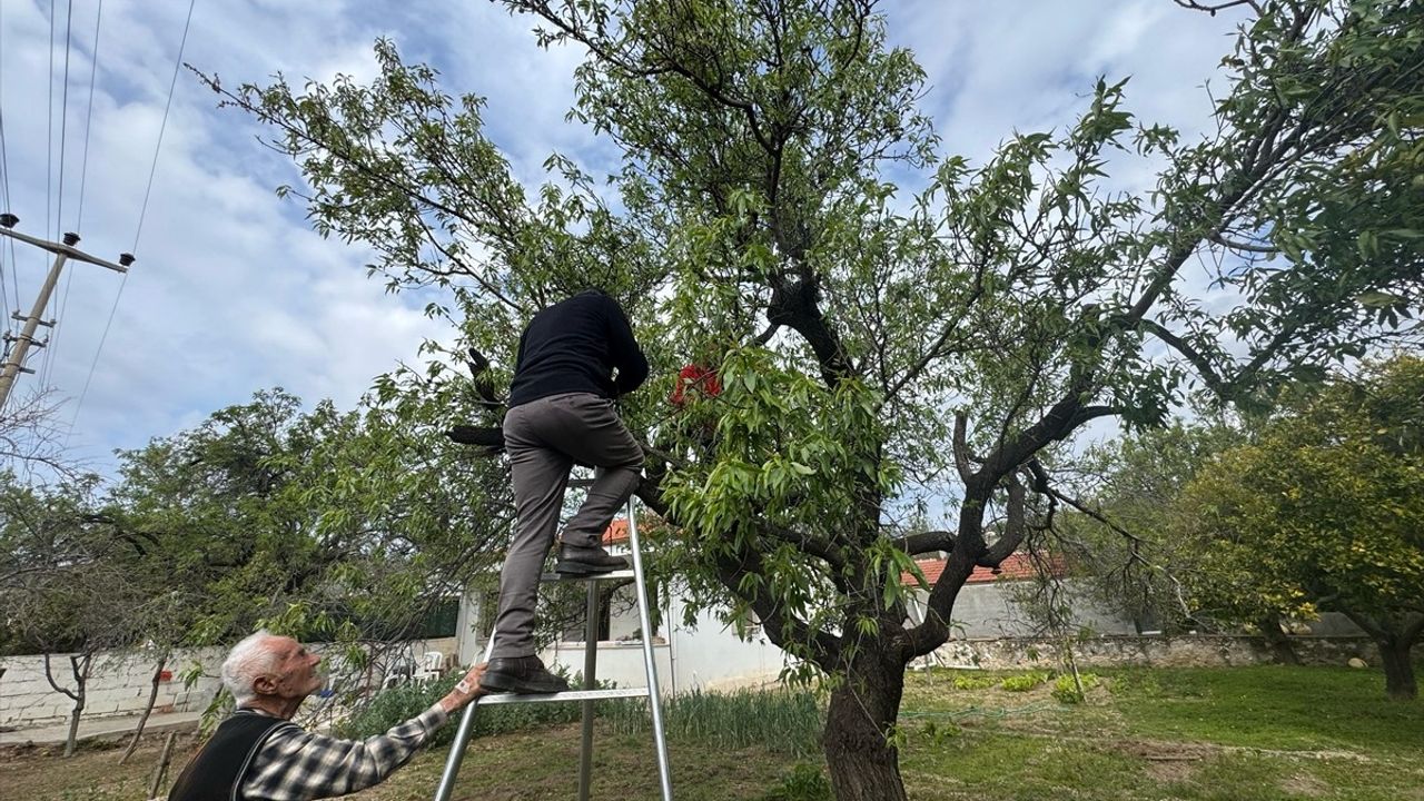 Datça'da İlk Badem Çağlası Hasadı Başladı