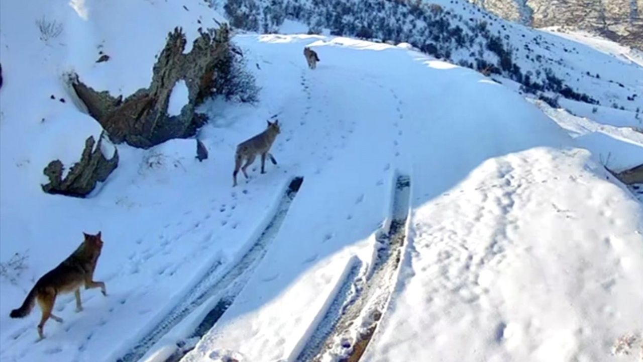 Elazığ'da Kurtlar Yerleşim Alanına Yaklaştı