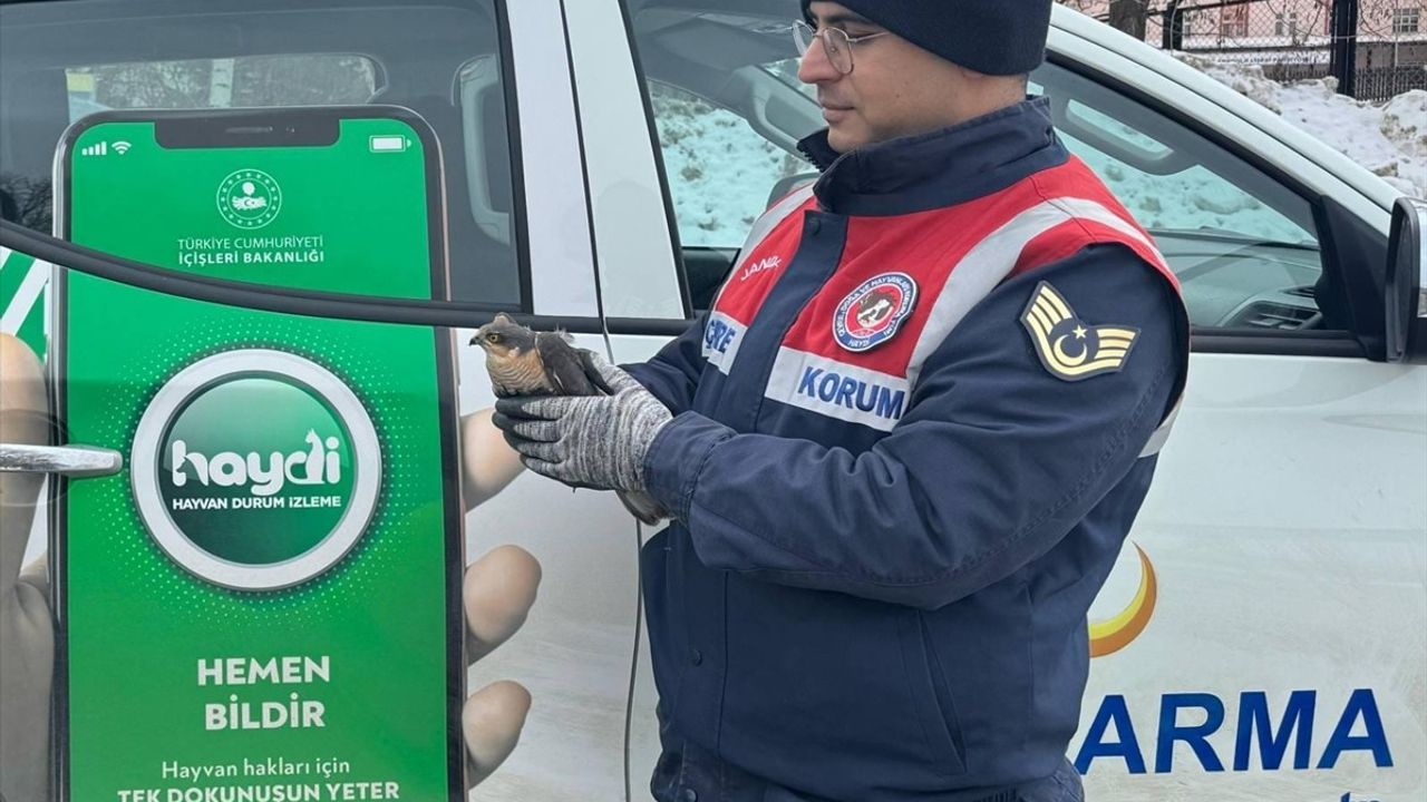 Erzurum'da Zor Durumda Bulunan Atmaca Kurtarıldı
