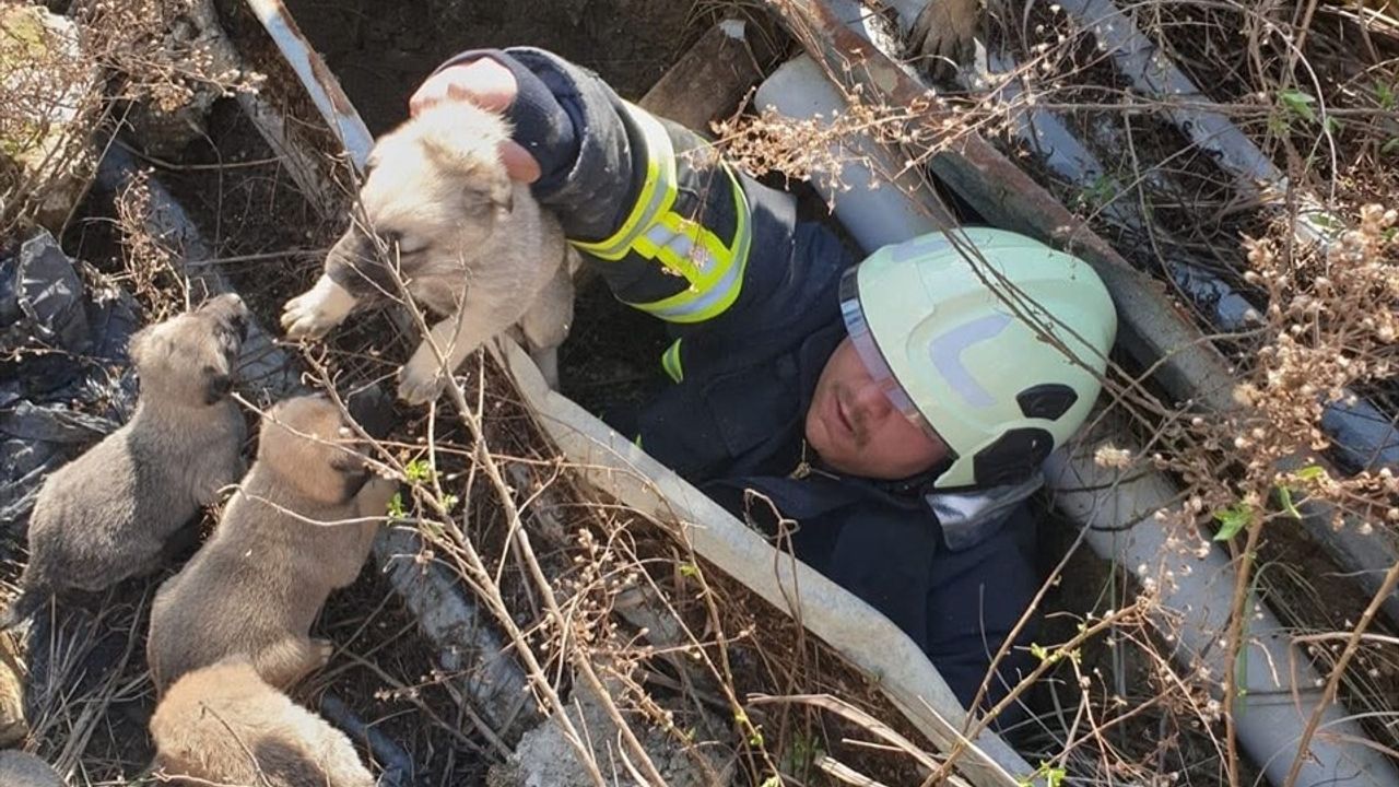 Hatay'da İnşaat Çukurundan Kurtarılan Köpek Yavruları