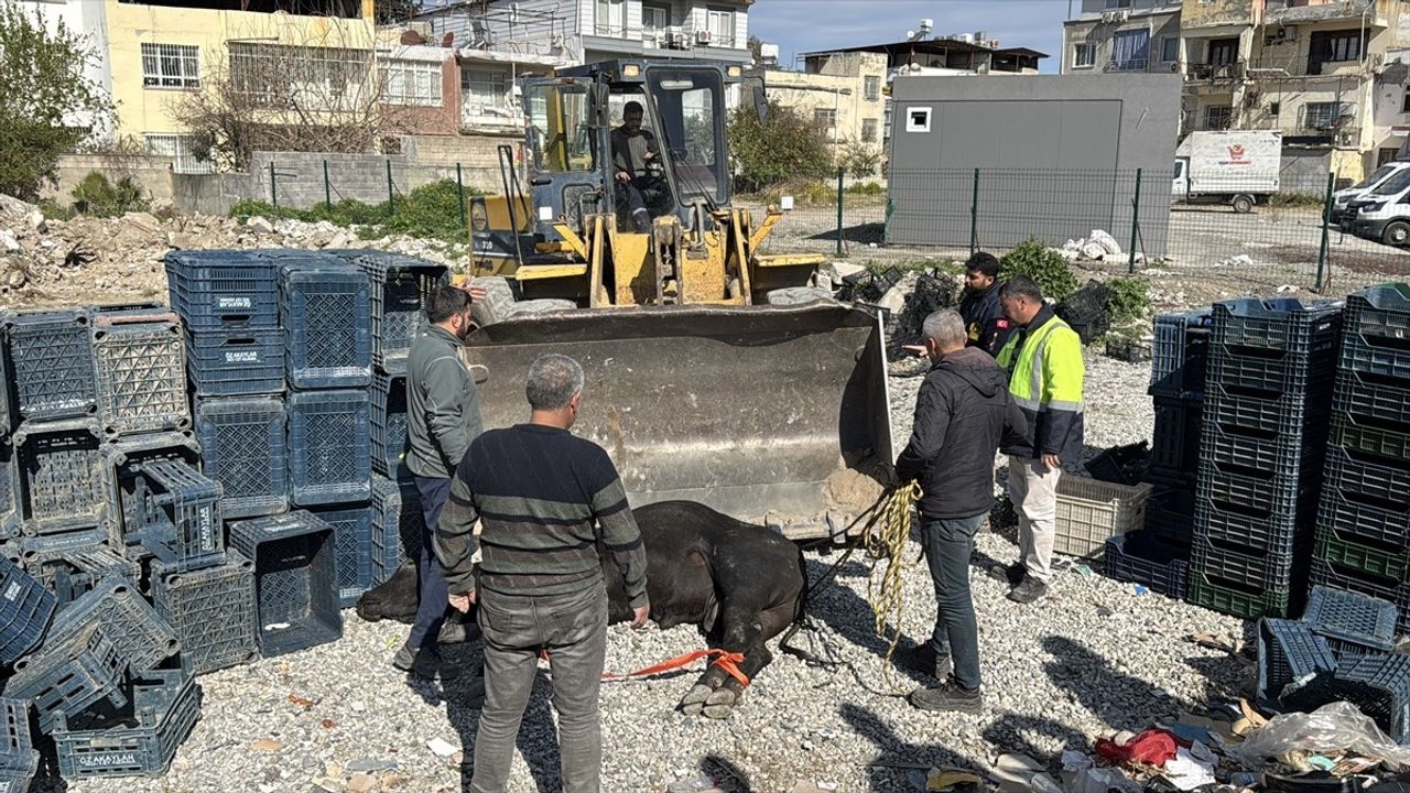Hatay'da Kaçan Angus, Uyuşturucu İğneyle Yakalandı