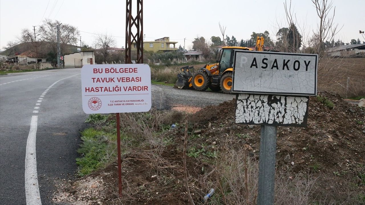 Hatay'da Kuş Gribi Salgını: Paşaköy Mahallesi Karantinaya Alındı